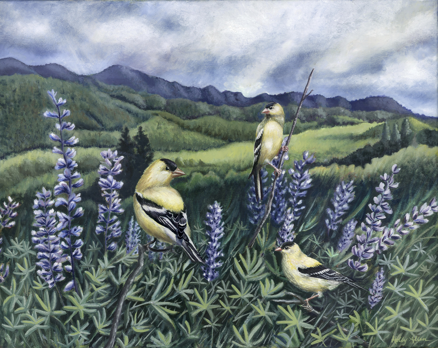 Songbird All-Occasion Boxed Notecard Set | 4 Card Set
