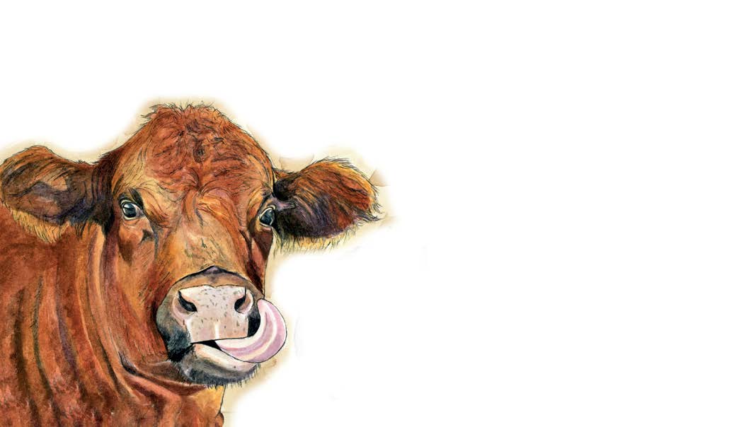 Whimsical Cow "Love Notes" Pack of 60 Tiny Cards