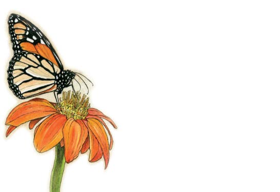 Monarch Butterfly "Love Notes" Pack of 60 Tiny Cards