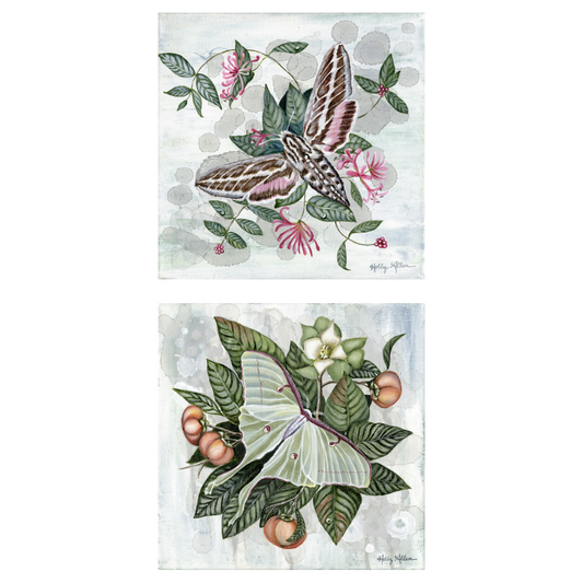 Luna and Hummingbird Moth Elegant Notecard Set | 4 Card Set