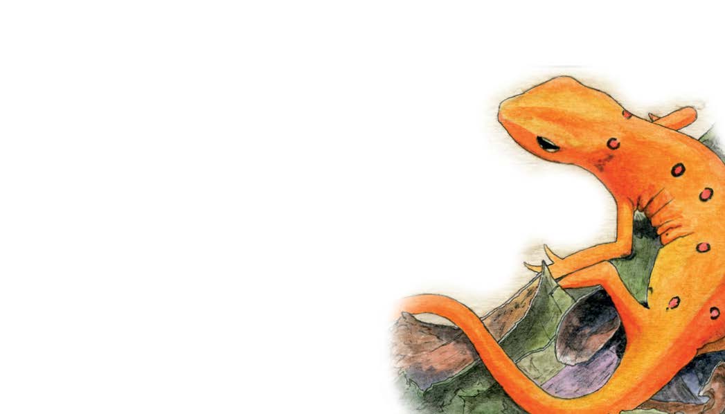 Peterson Orange Newt Love Notes