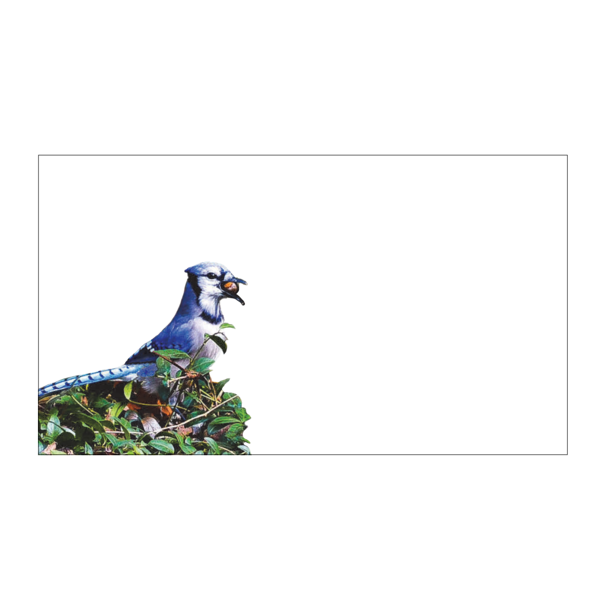 Blue Jay "Love Notes" Pack of 60 Tiny Bird Cards