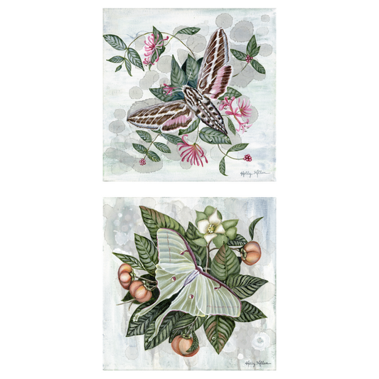 Allen Moth Square Notecard Set